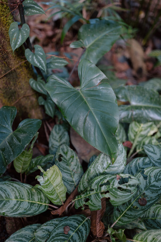 costa rica elopement photos