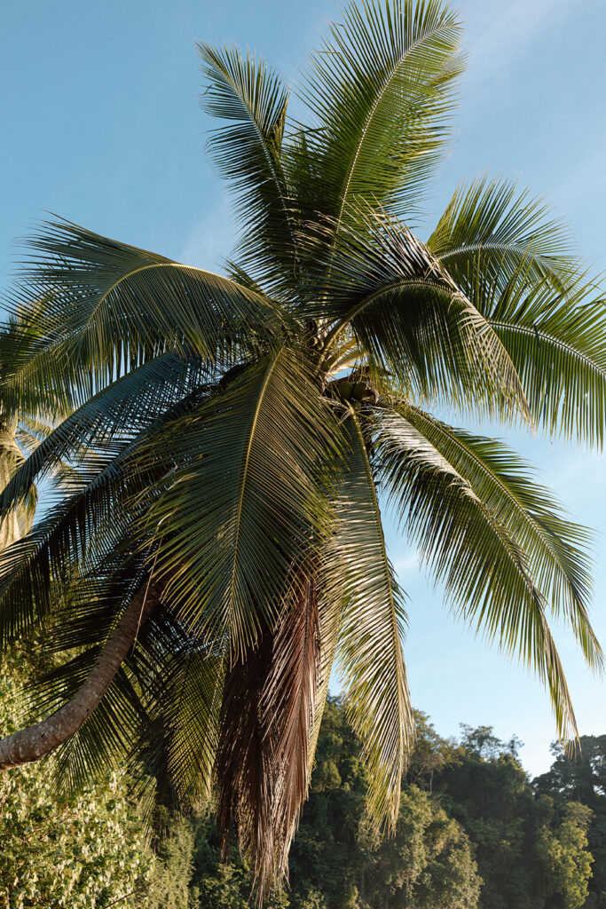 palm tree in costa rica