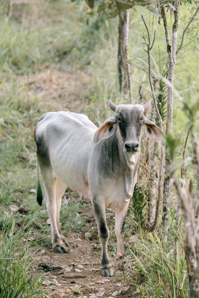 Finding a cow while hiking during the adventure elopement.