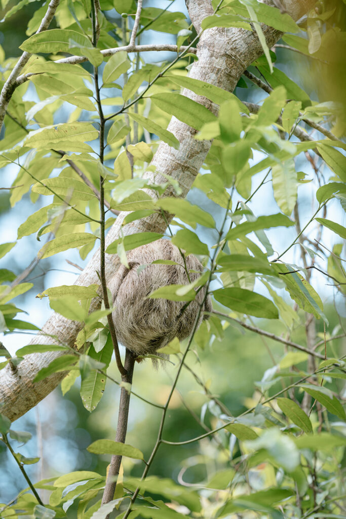 Finding a sloth while hiking during the adventure elopement.