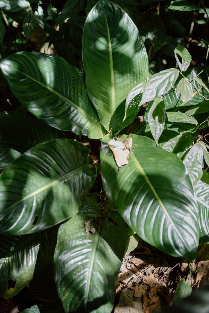 tropical waterfall elopement details